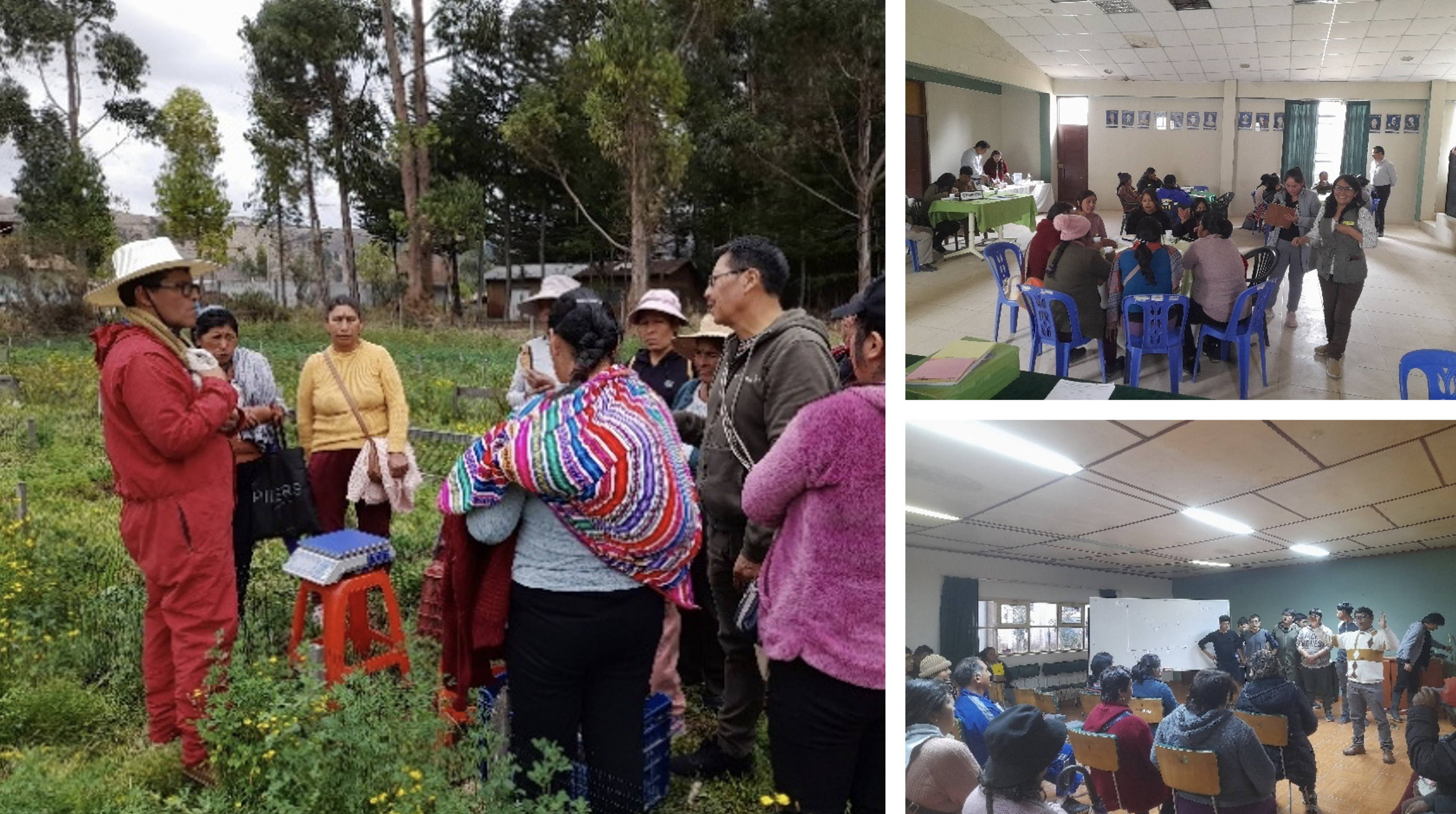 Trabajos en la asociación cooperativa de cuyes en Mantaro, miembro del GAL Jauja en Perú Trabajos en la asociación cooperativa de cuyes en Mantaro, miembro del GAL Jauja en Perú